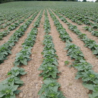 Słonecznik ozdobny Sunspot - karłowy - nadaje się do uprawy na dopłaty - 1 kg