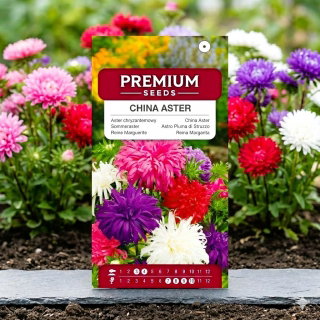 Aster chryzantemowy - 450 nasion