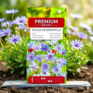 Felicja różnolistna - 140 nasion