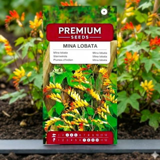 Mina - Mina lobata - 6 nasion