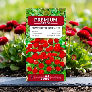 Stokrotka pomponette - czerwona - 690 nasion