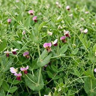 Peluszka, Groch siewny pastewny na poplon - 1000 gram