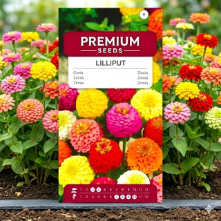 Cynia wytworna Lilliput - 90 nasion