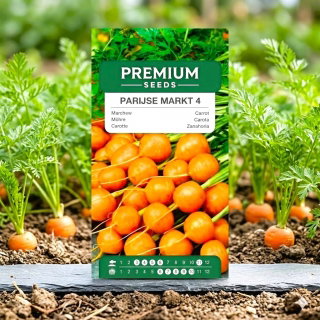 Marchew wczesna Pariser Markt 4 - 2550 nasion