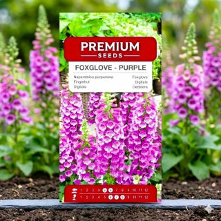 Naparstnica purpurowa - 1000 nasion