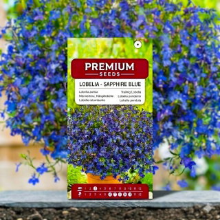 Lobelia zwisła szafirowoniebieska - 3000 nasion