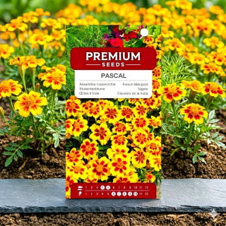 Aksamitka rozpierzchła PASCAL - 350 nasion