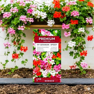 Pelargonia bluszczolistna - 5 nasion