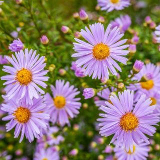 Aster tongolski - 160 nasion