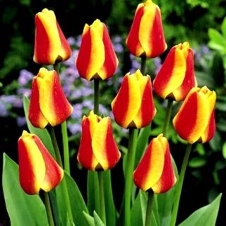 Tulipan Cape Cod  - 5 cebulek