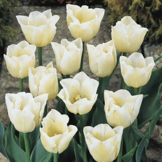 Tulipan Cheers - 5 cebulek