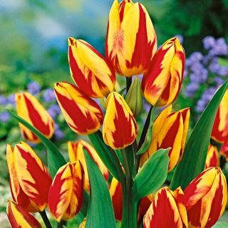 Tulipan Colour Spectacle - 5 cebulek