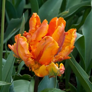 Tulipan Orange Favourite - 5 cebulek