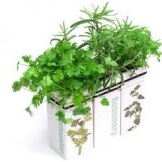 Pietruszka w ceramicznym wazonie - Ogródek ziołowy w naszej kuchni