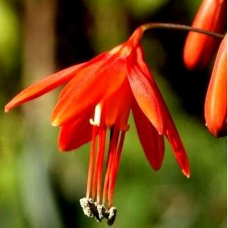 Bessera elegans - 5 cebulek