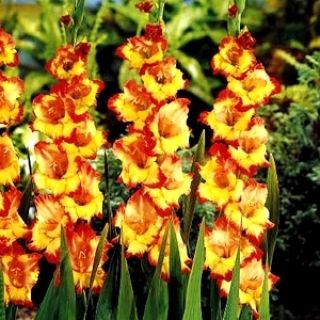 Gladiolus - Mieczyk Princess Margaret Rose - 5 cebulek
