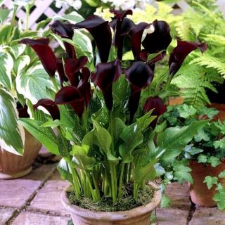 Zantedeschia, Calla - Kalla, Kalia Czarna - Schwarzwalder - 1 cebula