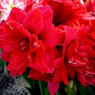 Hipeastrum - Amarylis - Red Peacock - 1 cebula