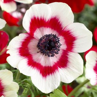 Zawilec Bicolor - De Caen - 8 bulw