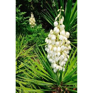 Juka karolińska - Yucca filamentosa - 1 kłącze