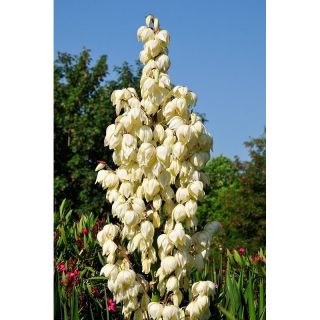 Juka karolińska - Yucca filamentosa - 1 kłącze