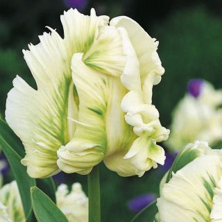 Tulipan papuzi Super Parrot - op. 5 cebulek