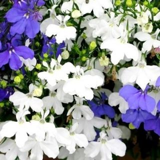 Lobelia biała - 3200 nasion