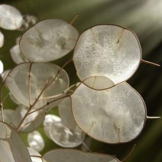 Miesięcznica (Miesięcznica, Lunaria) - 45 nasion