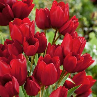 Tulipan Red Georgette - 5 cebulek