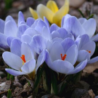 Krokus Blue Pearl - 10 cebulek