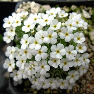 Naradka