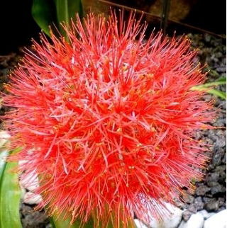 Krasnokwiat Katarzyny - GIGA paczka! - 50 szt.