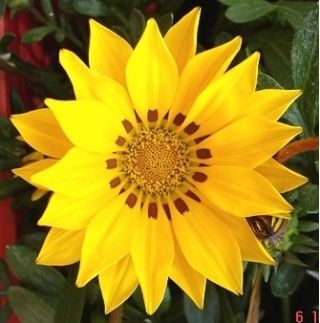 Gazania błyszcząca - 250 nasion