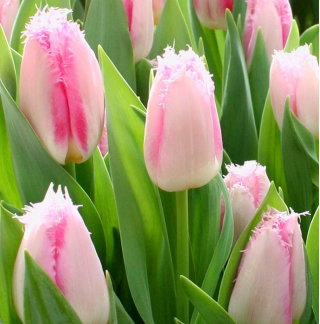 Tulipan Edinburgh - GIGA paczka! - 250 szt.