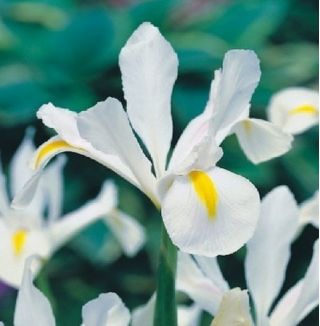 Irys holenderski White Excelsior - 10 cebulek