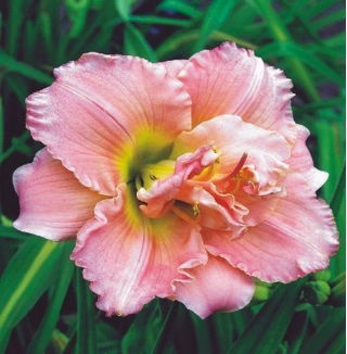 Liliowiec Double Dream - pełny - duża paczka! - 10 szt.