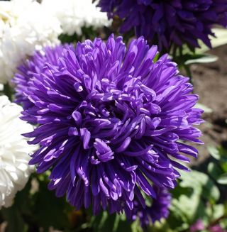 Aster chiński peoniowy Lazuryt