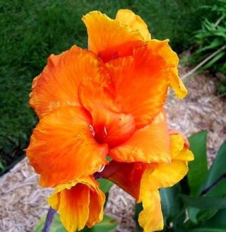 Kanna - Wyoming - duża paczka! - 10 szt.