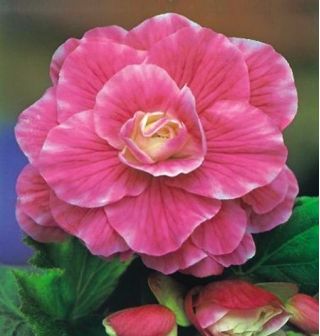 Begonia Camellia - różowo-biała - 2 bulwy