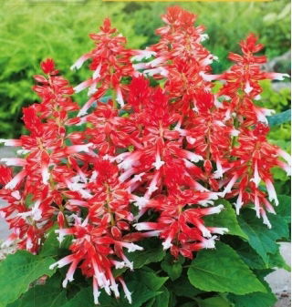 Szałwia błyszcząca Amore Scarlet Bicolor