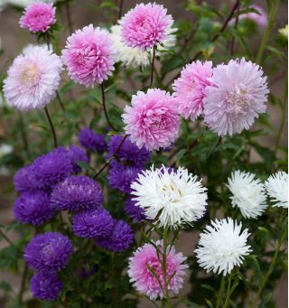 Aster chryzantemowy - 450 nasion