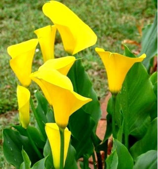 Calla Cream - GIGA paczka! - 50 cebulek
