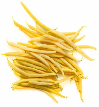 Fasola Laurina - szparagowa, średnio wczesna, żółtostrąkowa
