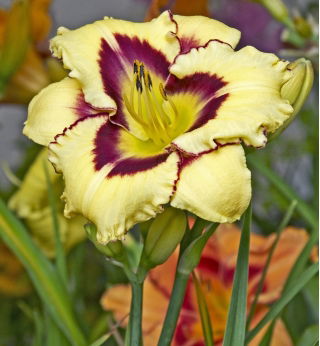 Liliowiec El Desperado - GIGA paczka! - 50 szt.