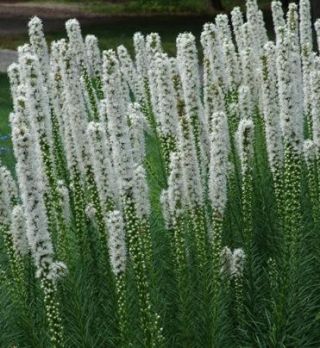 Węgierska flaga - zestaw 3 odmian nasion kwiatów