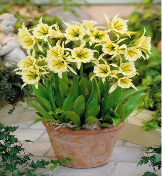 Ismena Sulphur Queen - Błonczatka - GIGA paczka! - 50 szt.