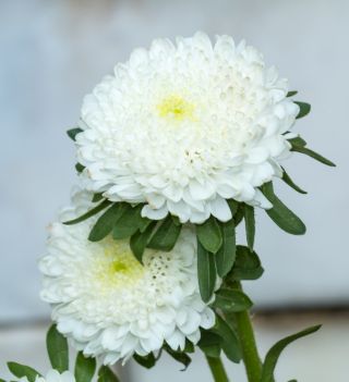 Aster chiński książęcy Balbinka