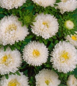 Aster półpełny Iskra - biały