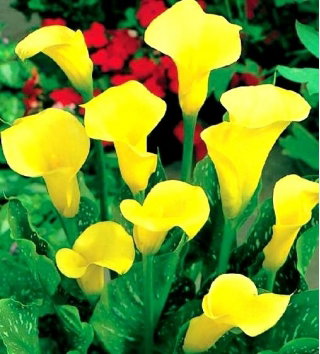 Calla Cream - GIGA paczka! - 50 cebulek