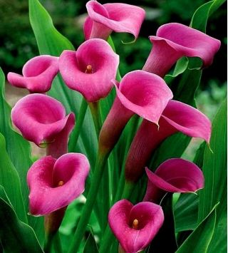 Zantedeschia, Calla – Kalla, Kalia Różowa - 1 cebula